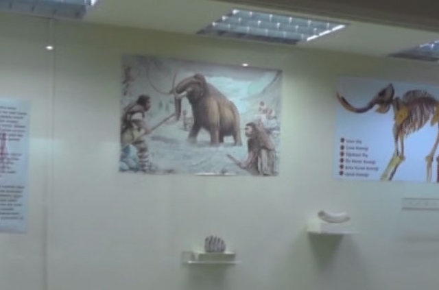 Zengen Köyünde 2,5 milyon yıl öncesine ait mamut fosili bulundu