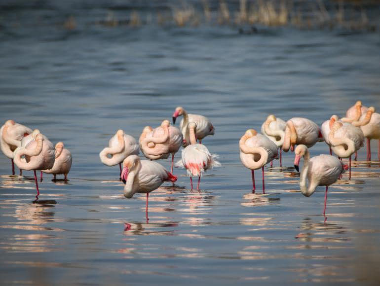 Flamingolar Akkaya Barajı’nda