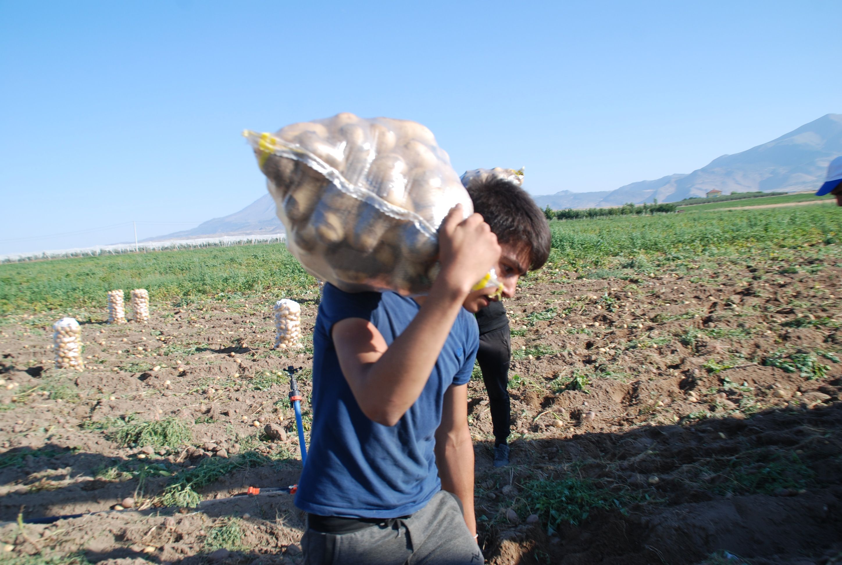 Niğde’de Kışlık Patates Hasadı Başladı