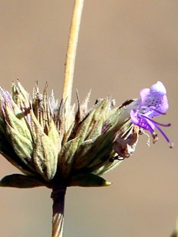 586701556 18398245105122720 7952896625608333773 N