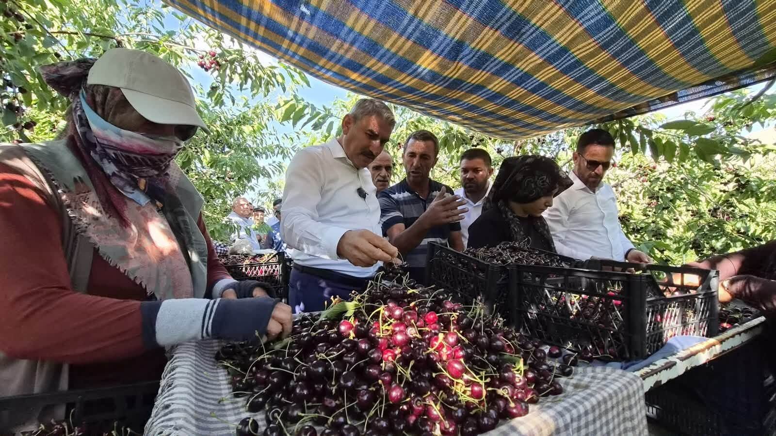 Gümüşler Tumlu Yaylası’nda Kiraz Hasadı ve Yol Sevinci