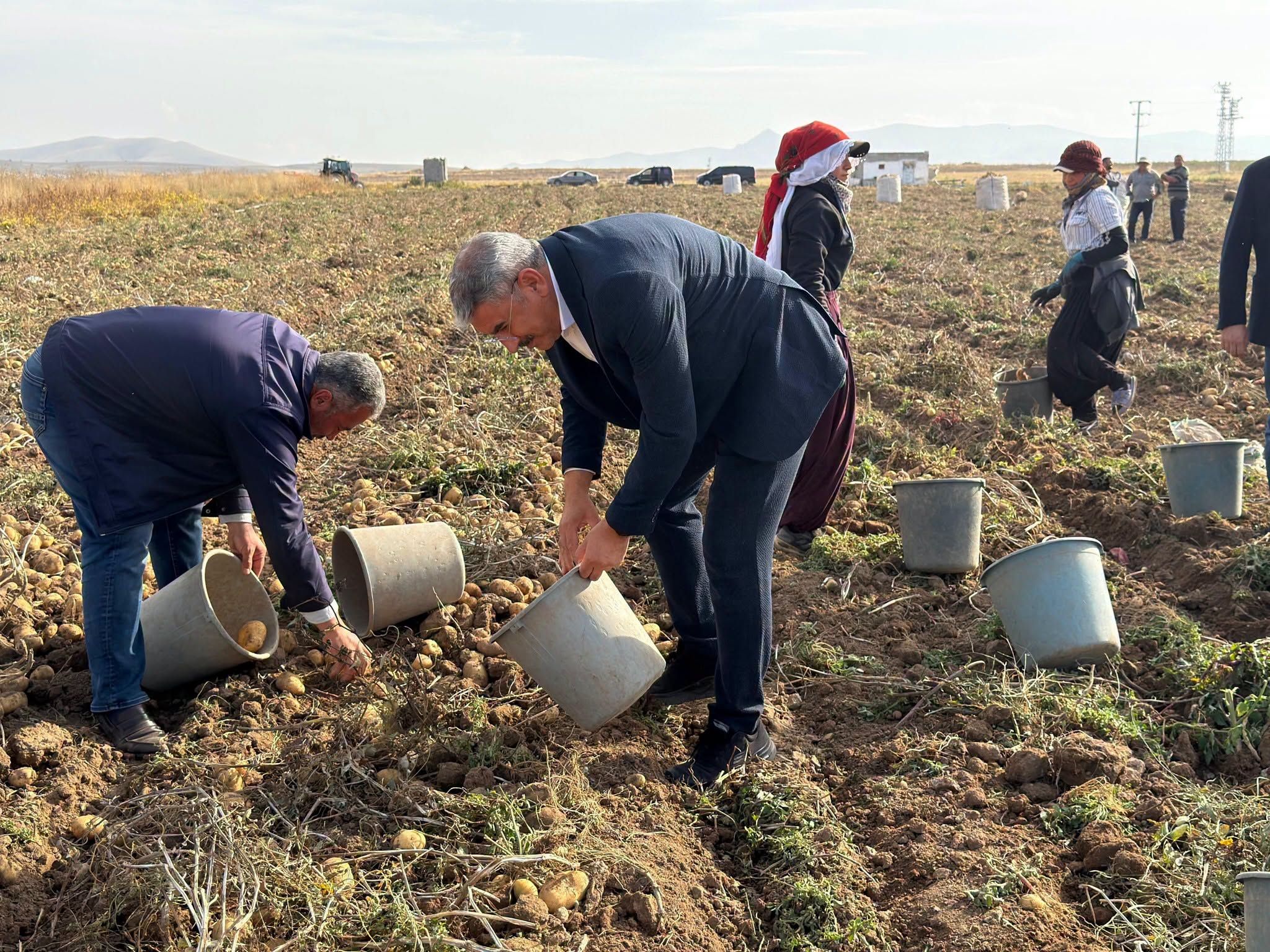 Milletvekili Uzkurt Patates Hasadı Yaptı
