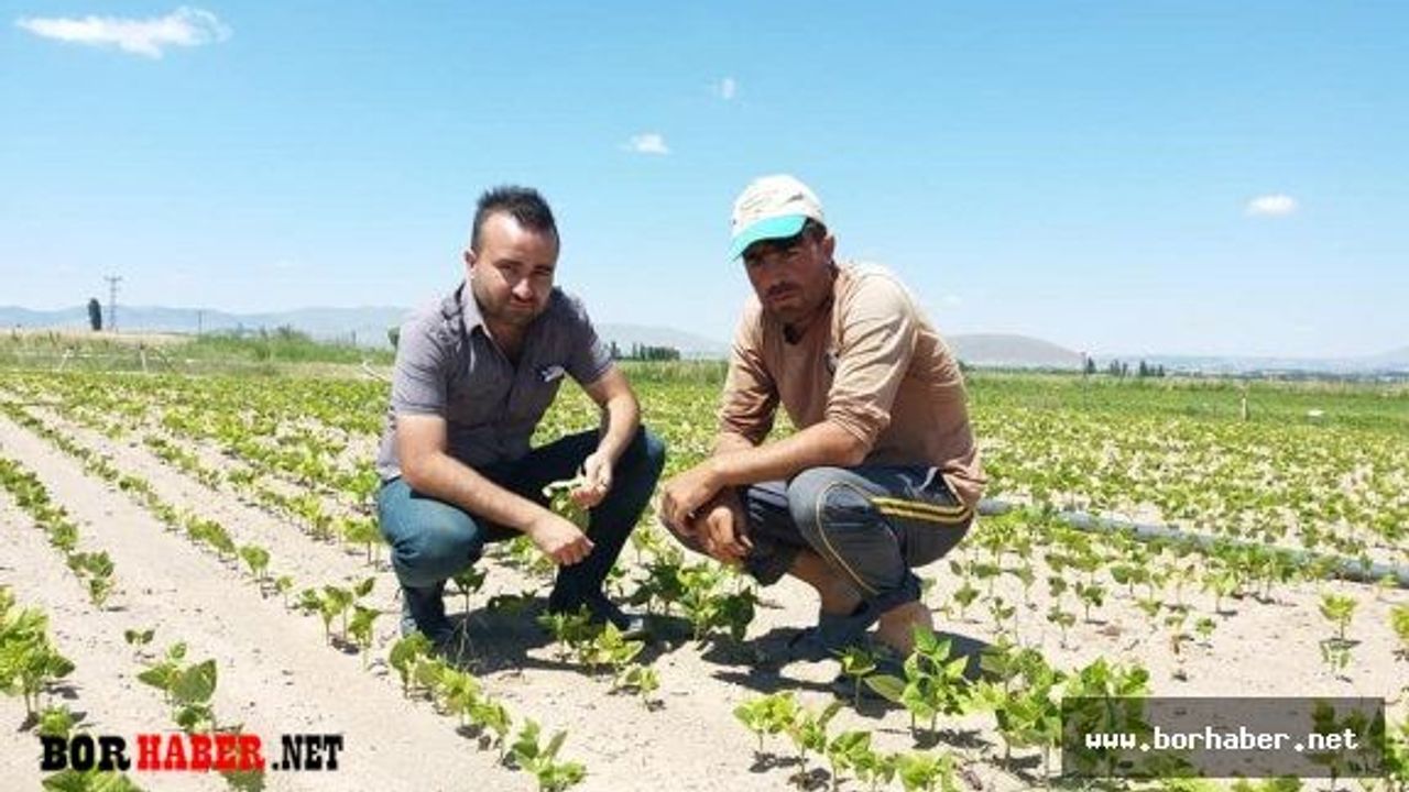Ziraat mühendisleri arazide çiftçileri bilgilendiriyor