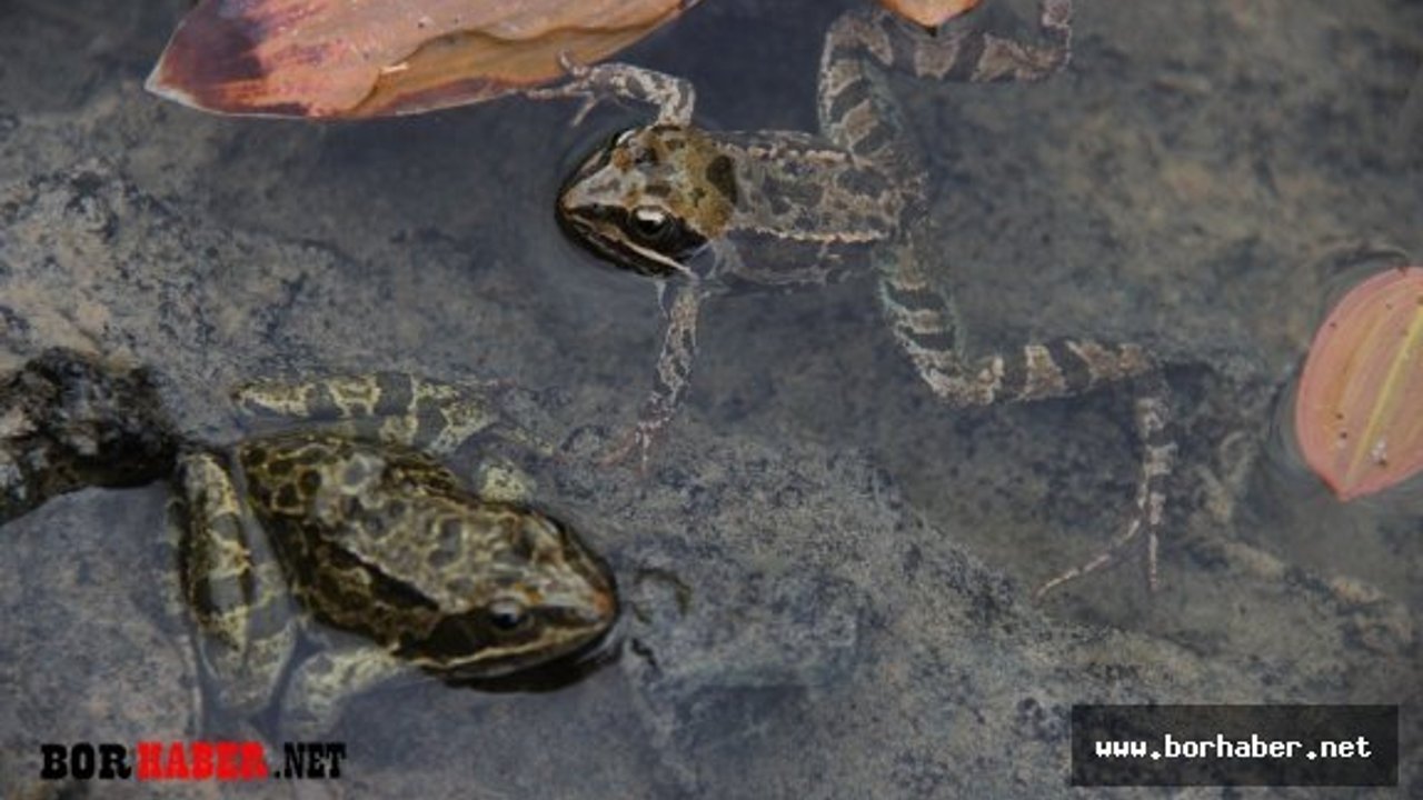 Dünyanın ötmeyen tek kurbağası 2400 Rakımda Ulukışla’da yaşıyor