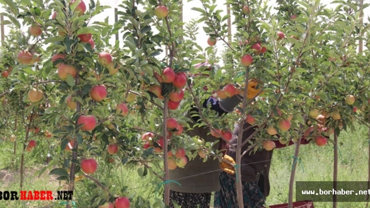 Niğde’de 454 bin ton elma rekoltesi bekleniyor