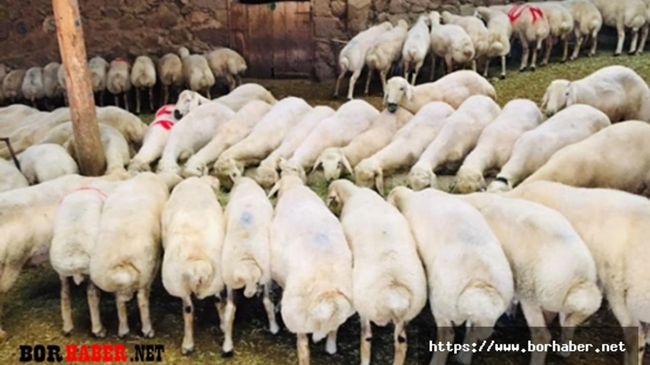 Kurban Keseceklere “Küçükbaş Hayvan” Tavsiyesi