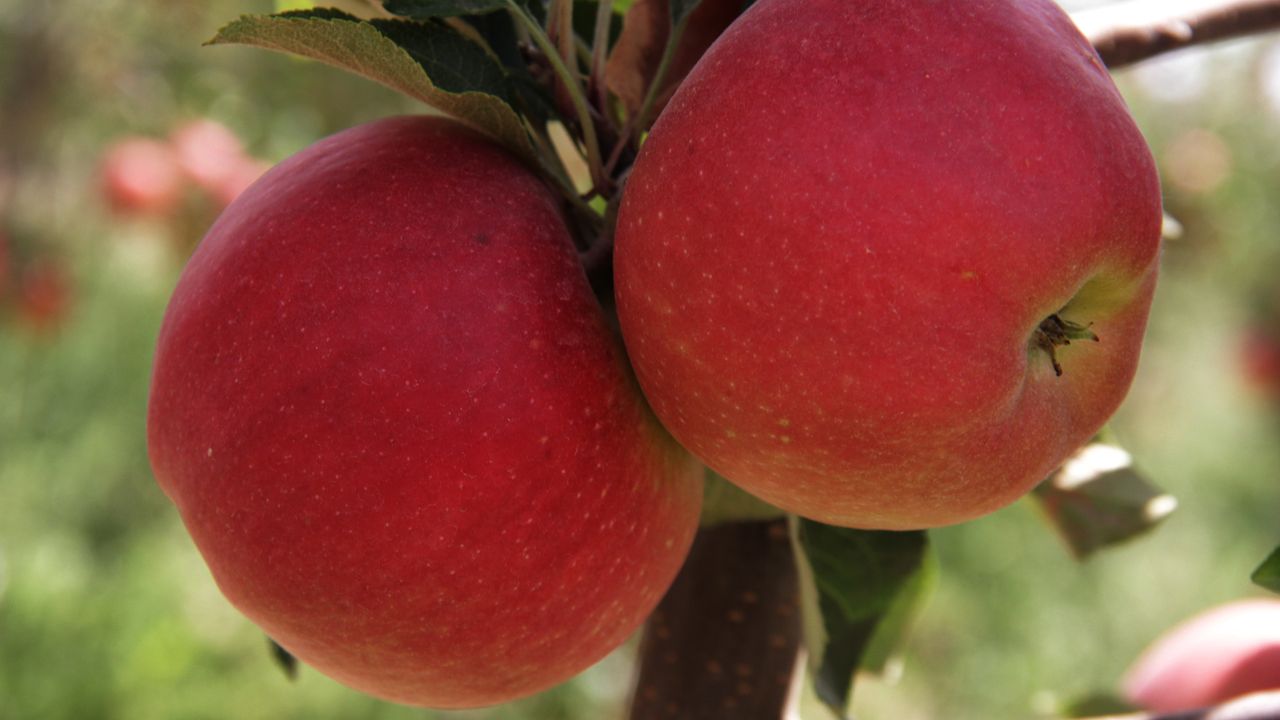 Dünyada elma fuarının 3’üncüsü Niğde’de yapılacak