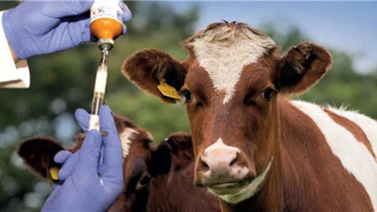 Niğde’de hayvan sahiplerine şap aşısı uyarısı