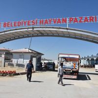 GÜNCEL