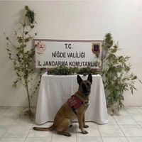 ASAYİŞ