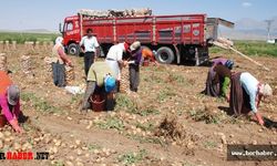 Patates ve soğan ihracatında ön izin şartı kalktı