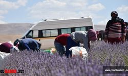 Niğde’de Lavanta hasadı başladı