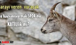 Niğde'de kaç yaban keçisi vurulacak!