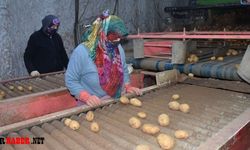 Yerli ve Milli Patates Çeşitleri Çiftçilerle Buluşuyor