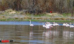 Akkaya Barajında Flamingo Sürüleri