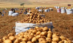 Eylül’de fiyatı en çok düşen ürün patates oldu