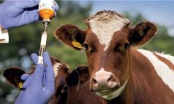 Niğde’de hayvan sahiplerine şap aşısı uyarısı