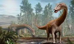 Dinozor fosili bulduk dedikleri nesne, taş çıktı!
