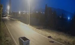 Aç Kurt 9 Kuzuyu Telef Etti 7’sini yaraladı