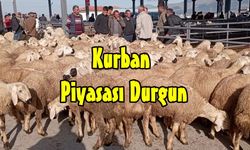 Niğdeli Üreticiler: Kurbanlık Piyasası Durgun