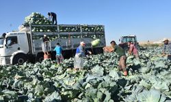 Niğde’de lahana hasadına başlanıldı