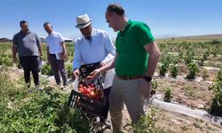 Üniversitenin tarım arazilerinde hasat başladı