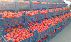 Salça telaşı hazırlıkları başlıyor