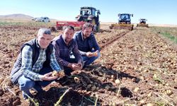 Niğde’de Geliştirilen Yerli Patates Çeşitlerinin Hasadı Sivas’ta Başladı