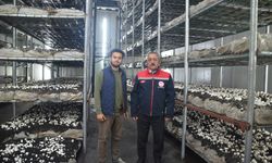 Tarım Müdürü kültür mantarı üretim tesisini ziyaret etti