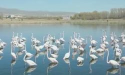 Akkaya Barajı Bu Yıl da Zarafetin Simgesi Flamingolara Ev Sahipliği Yapıyor