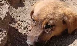 Niğde’de Toprak Altında Kalan Köpeği Telekom Ekipleri Kurtardı