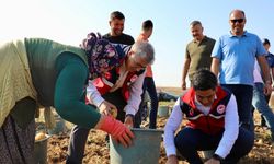 Altunhisar'da  Turfanda Patates Hasadı Yapıldı
