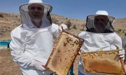 NÖHÜ’de Geven Balı Hasadı Başladı