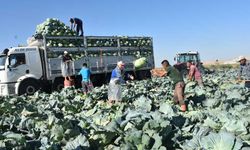 Ulukışla’da Turfanda Lahana Hasadı Başladı
