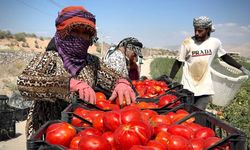Niğde’de Kavurucu Sıcakta Domates Hasadı Başladı