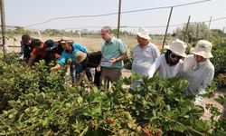 Rektör Uslu, NÖHÜ’de Böğürtlen Hasadını Başlattı