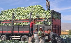 Niğde Beyaz Lahana Üretiminde Türkiye İkinci Sırada
