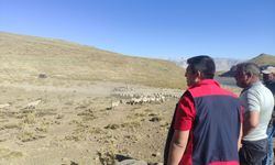 Niğde’de Küçükbaş Hayvancılığın Geliştirilmesine Yönelik Ziyaret