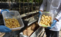 Patates Enstitüsü'nde Topraksız sistemlerle 12 ay boyunca patates üretiliyor