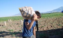 Niğde’de Kışlık Patates Hasadı Başladı