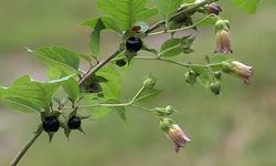 Niğde’de Aynı Aileden 11 Kişi “Güzel Avrat Otu” Yiyerek Zehirlendi