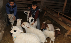 Niğde’de Koyunlar Kuzulama Dönemine Girdi