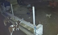 Kurtlar Ağıla Girdi: 2 Koyun Telef Oldu, 1’i Götürüldü