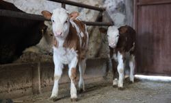 Bor Tarım Müdürlüğü’nden Besilik Hayvan İthalat Duyurusu