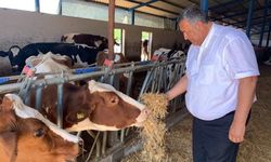 Gürer: Yerli Hayvancılık Zor Bir Yıl Daha Geçirecek