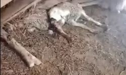 Bor’da Kar nedeniyle Ahır Çöktü, 5 Hayvan Telef Oldu