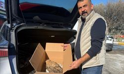 Yeşilgölcük’te Yaralı Bulunan Kızıl Kuyruklu Şahin Koruma Altına Alındı