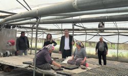 Bor’da Seralara Yakın Takip: Üreticiye Yerinde Destek