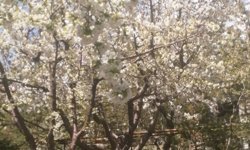 Niğde’de Tarım arazilerinde herhangi bir don olayına rastlanmadı