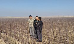 Niğde’de Yetiştirilen Elma Fidanları Yurt Dışına Açılıyor